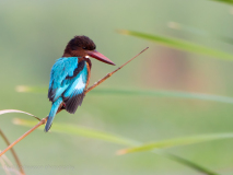 White-throated Kingfisher