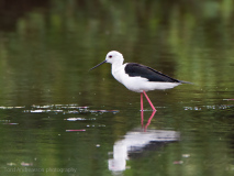 Black-winged Stilt