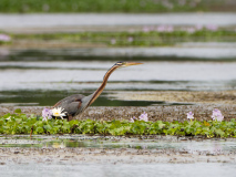 Purple Heron