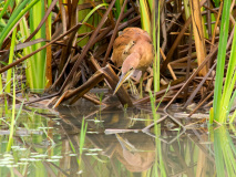 Cinnamon Bittern