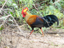 Sri Lanka Junglefowl