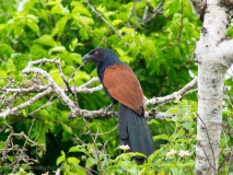 Greater Coucal