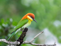 Chestnut-headed Bee-eater