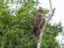 Changeable Hawk-Eagle