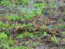 Pin-tailed Snipe