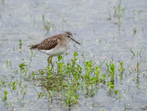 Wood Sandpiper