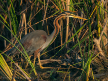 Purple Heron