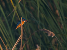 Common Kingfisher