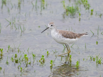 Common Greenshank