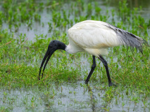 Black-headed Ibis