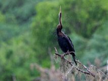 Oriental darter