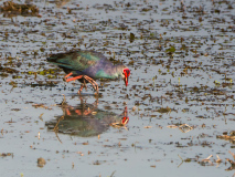 Grey-headed swamphen