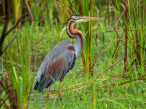 Purple Heron