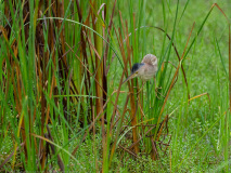 Yellow Bittern