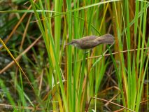 Clamorous Reed Warbler