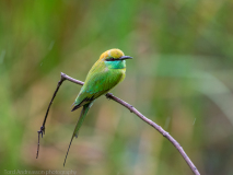 Green bee-eater