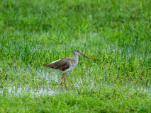 Common redshank