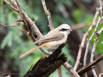 Brown shrike