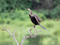 Oriental darter