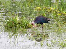 Grey-headed swamphen