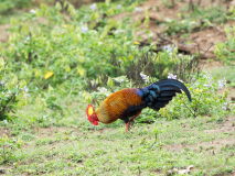 Sri Lanka Junglefowl