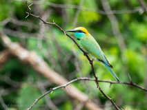 Blue-tailed Bee-eater