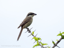 Brown shrike