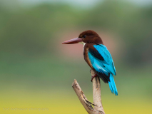 White-throated Kingfisher