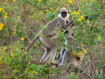 Tufted gray Langur