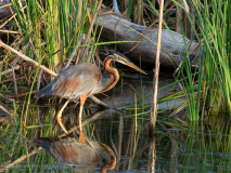 Purple Heron