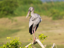Open-billded Stork