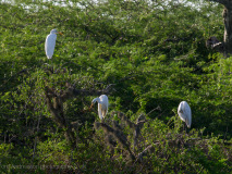 Great Egrets