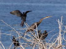 Oriental darter