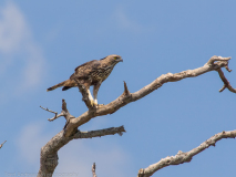 Changeable Hawk-Eagle