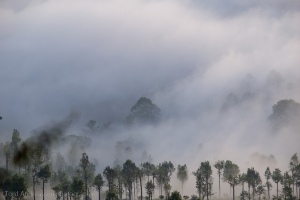 Sri Lanka | Montane rain forests