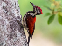 Crimson-backed Flameback