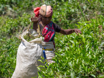Plucking Tea Leaves