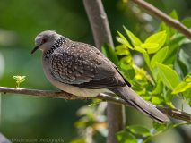 Spotted Dove