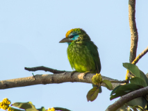 Yellow-fronted Barbet