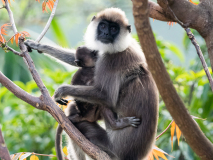 Tufted gray langur