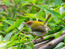 Common Tailorbird