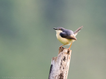 Ashy Prinia