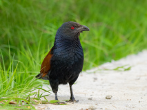 Greater Coucal