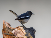 Oriental Magpie-Robin