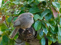 Jungle Babbler
