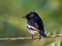 Oriental Magpie-Robin