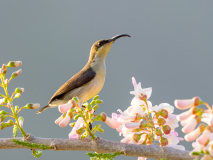 Loten\'s Sunbird
