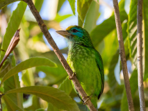 Yellow-fronted Barbet