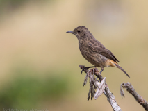 Pied Bush Chat