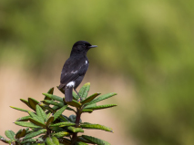 Pied Bush Chat